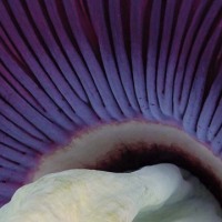 Prather_Anne_Hypnosis.jpg-nggid043842-ngg0dyn-0x360-00f0w010c010r110f110r010t010