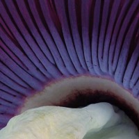 Prather_Anne_Hypnosis.jpg-nggid043842-ngg0dyn-800x600-00f0w010c010r110f110r010t010