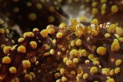 thumbs_Johnson_Mary-Bess_UnderSea-Photography_Shrimp-in-Yellow