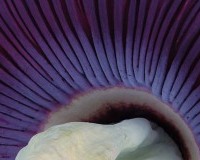 thumbs_Prather_Anne_Hypnosis