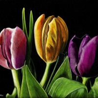 3-Tulips-Rick-Tuthill