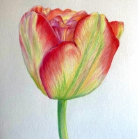 Silverman_G.G._MulticolorTulip