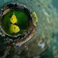 Johnson_Mary-Bess_UnderSea-Photogrphy_Bottled-Up