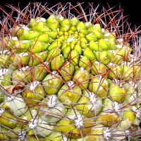 Prather_Anne_Crown_of_spines