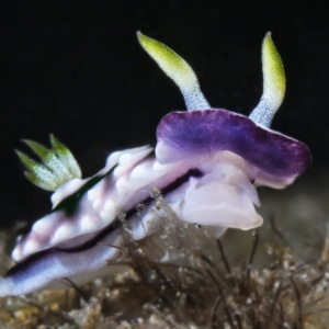Johnson_Mary-Bess_Hungry-VioletUnderSea-Photography