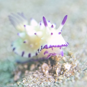 Johnson_Mary-Bess_Violet-Fantasy_UnderSea-Photogrpphy