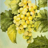 Turner_Rebecca_VineyardBouquet_Watercolor-rebeccaturner_copy_851x1080