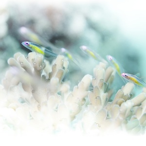 Johnso_Mary-Bess_UnderSea-Photography_-Blown-Glass