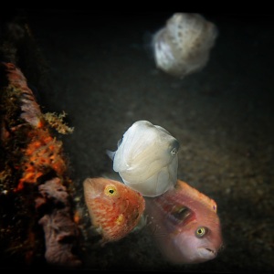 Johnso_Mary-Bess_UnderSea-Photography_1st-Swim-Lesson-