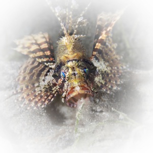 Johnso_Mary-Bess_UnderSea-Photography_Breathe