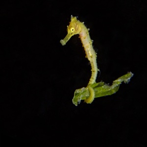 Johnso_Mary-Bess_UnderSea-Photography_Night-Rider