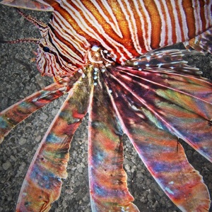 Johnson_Mary-Bess_Lion-Fish_UnderSea-Photography
