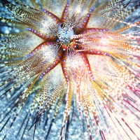 Johnson_Mary-Bess_Sparkler_UnderSea-Photography