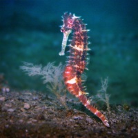 Johnson_Mary-Bess_Pinto