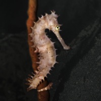 Johnson_Mary-Bess_Shy-Pony