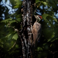 Woody-the-Woodpecker-_Mary-Bess-Johnson_153-copy.jpg-nggid03794-ngg0dyn-0x360-00f0w010c010r110f110r010t010