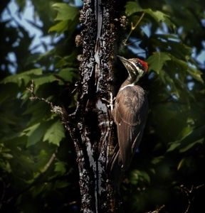 Woody-the-Woodpecker-_Mary-Bess-Johnson_153-copy.jpg-nggid03794-ngg0dyn-0x360-00f0w010c010r110f110r010t010