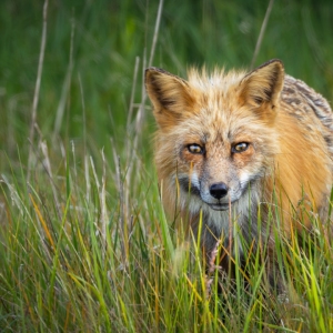 FoxCalculations-SantinoDeWyer