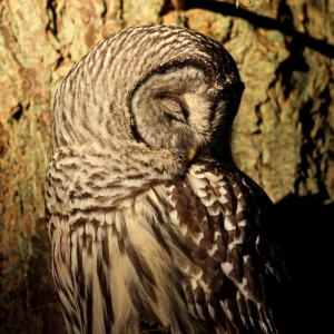 PapaOwlsSunbreak-SantinoDeWyer